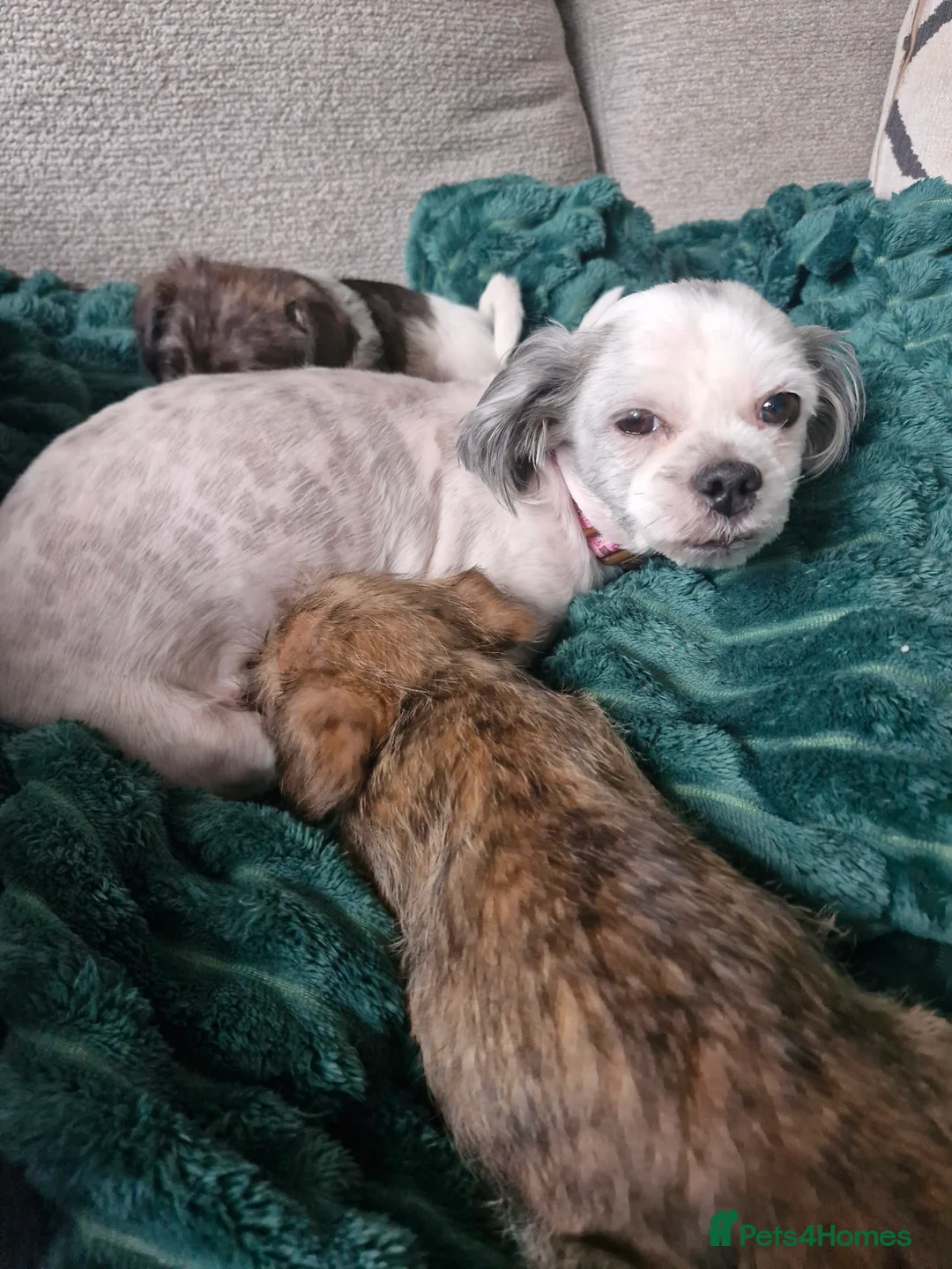 Mixed Breed dogs for sale: Beautiful Girl malshi x Jack russell  - Advert 1