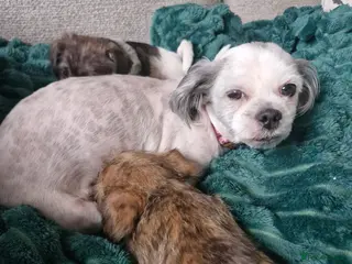 Mixed Breed dogs Beautiful Girl malshi x Jack russell - Advert 10