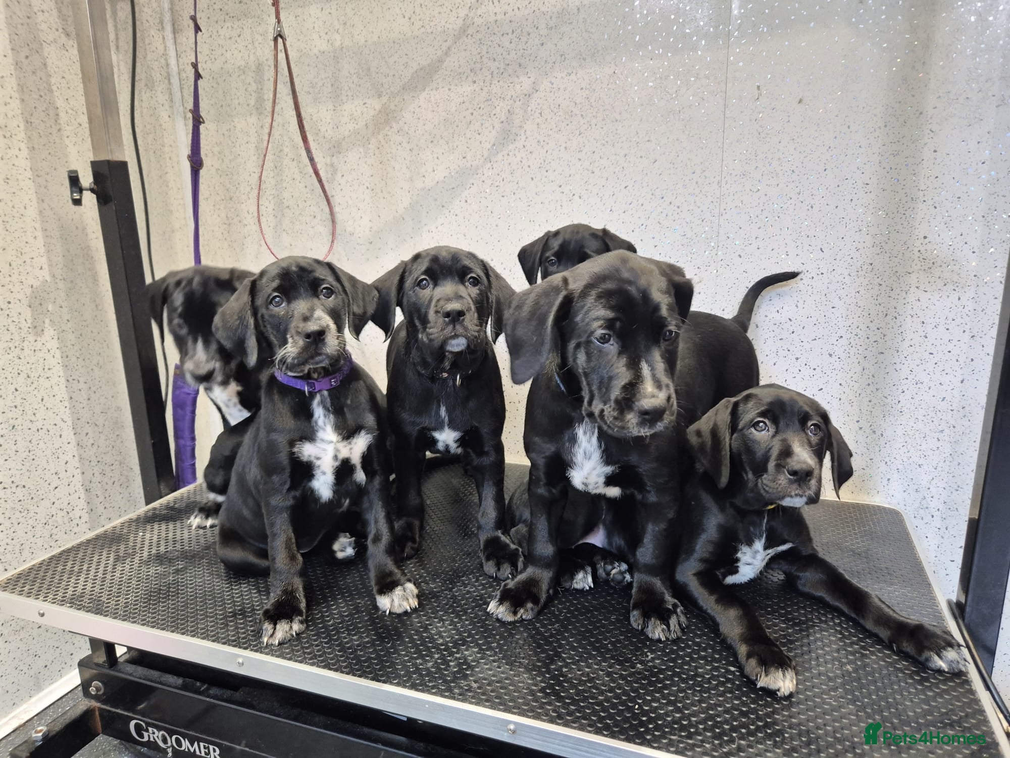 Mixed Breed dogs Dalmador Puppies for sale - Advert 3