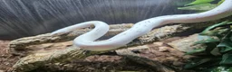 Corn Snake reptiles for sale: CB24 Palmetto Corn Snakes  - Advert 4