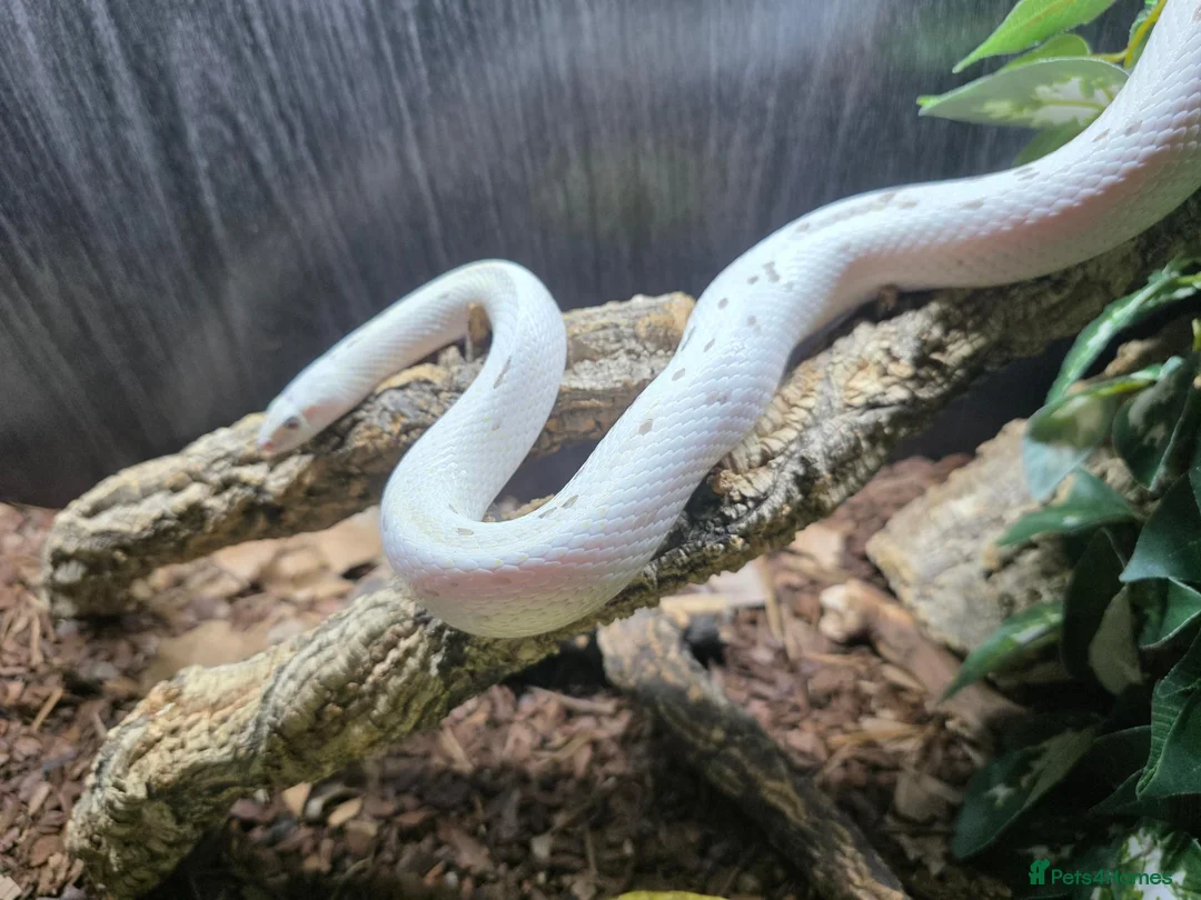 Corn Snake reptiles for sale: CB24 Palmetto Corn Snakes  - Advert 4