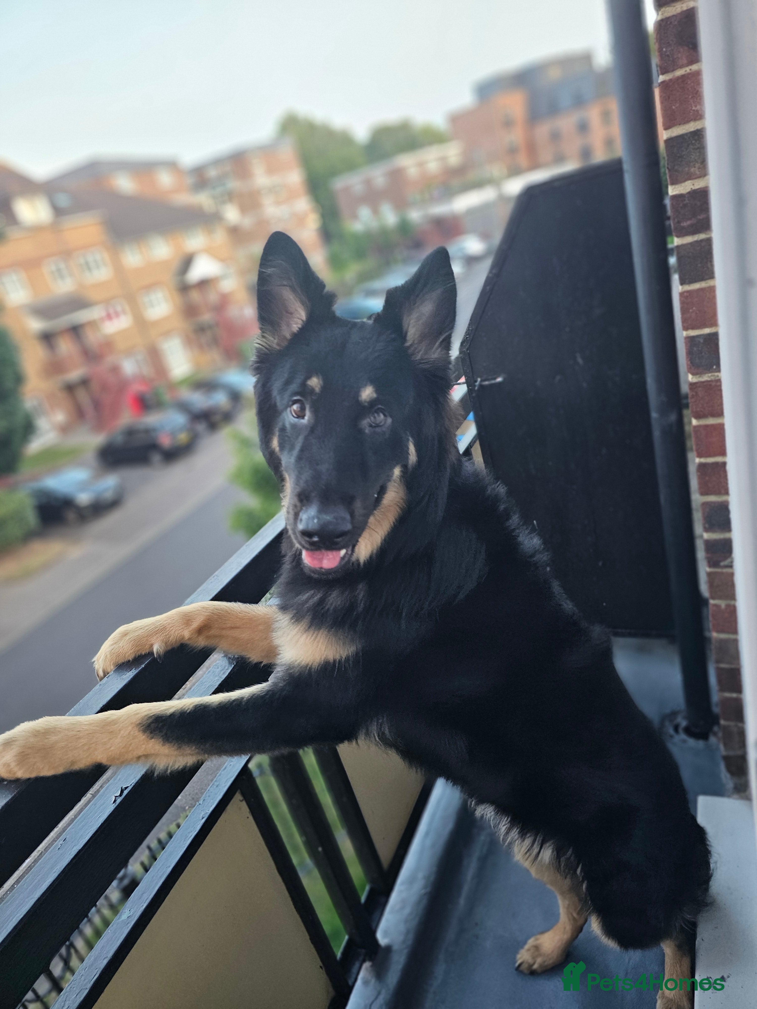 German Shepherd dogs Beautiful German shepherd for STUD - Advert 12