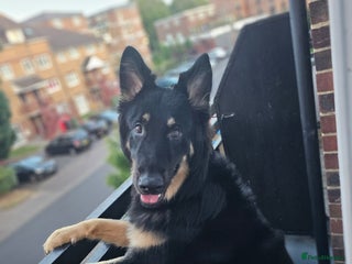 German Shepherd dogs Beautiful German shepherd for STUD - Advert 12