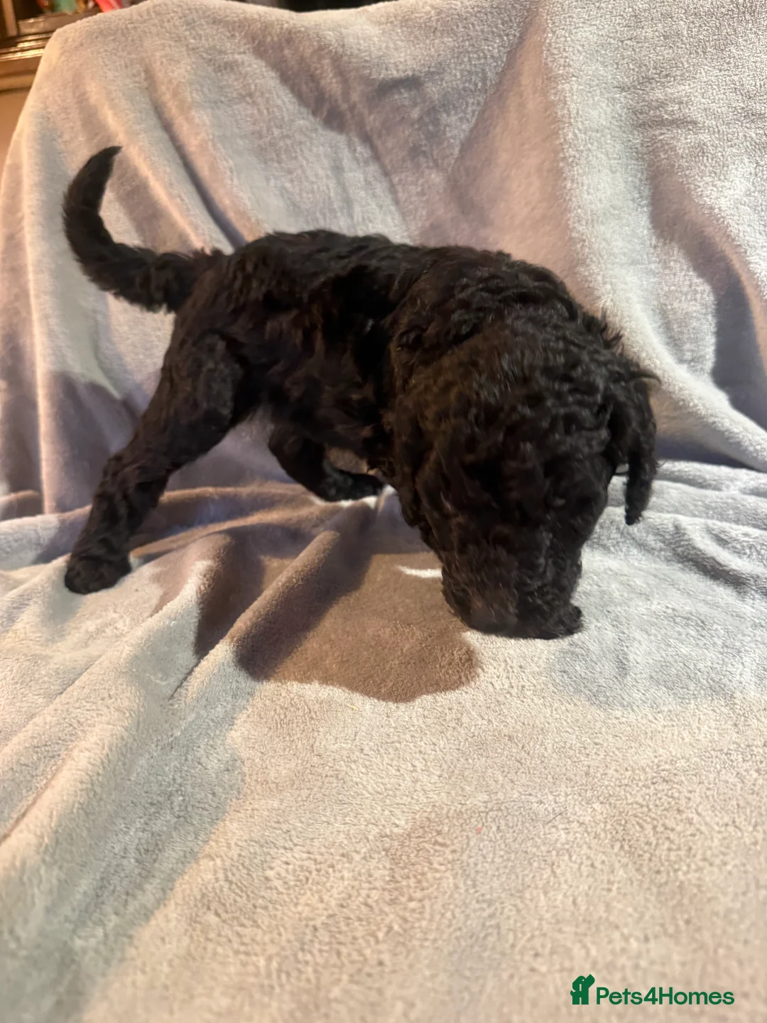 Standard Poodle dogs for sale: Standard poodle puppies  - Advert 11