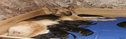 German Shepherd dogs for sale: German shepherd puppies - Advert 13