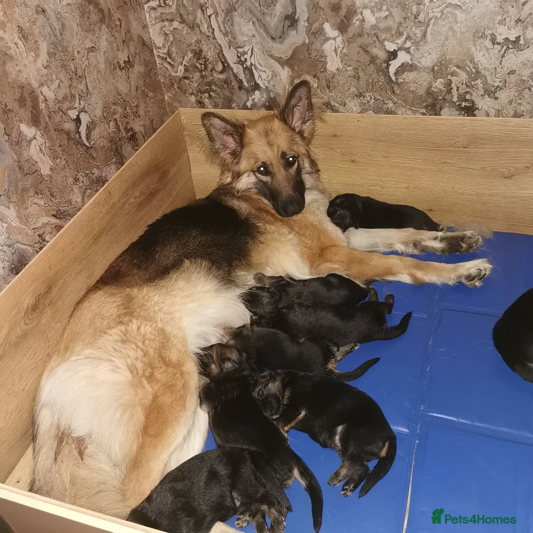 German Shepherd dogs for sale: German shepherd puppies - Advert 13