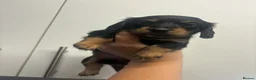 Dachshund dogs for sale: 3 Long haired miniature dachshunds - Advert 3