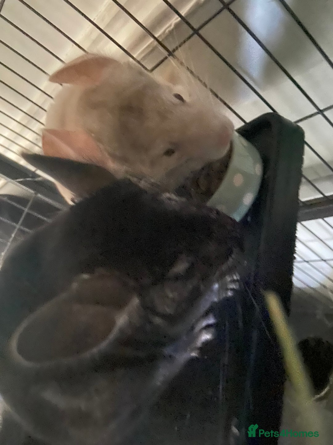 Chinchilla rodents for sale: Chinchillas for sale  - Image 11