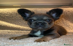 French Bulldog dogs for sale: Beautiful Fluffy Frenchie Pups - Advert 34