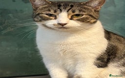 Mixed Breed cats for sale: Pipa  - Image 2