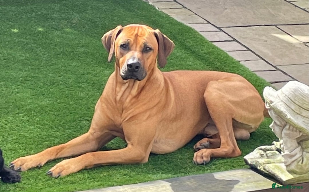 Rhodesian Ridgeback dogs for stud: Rhodesian Ridgeback - Advert 23