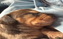 Miniature Dachshund dogs for sale: Miniature dapple dachshund  - Image 1