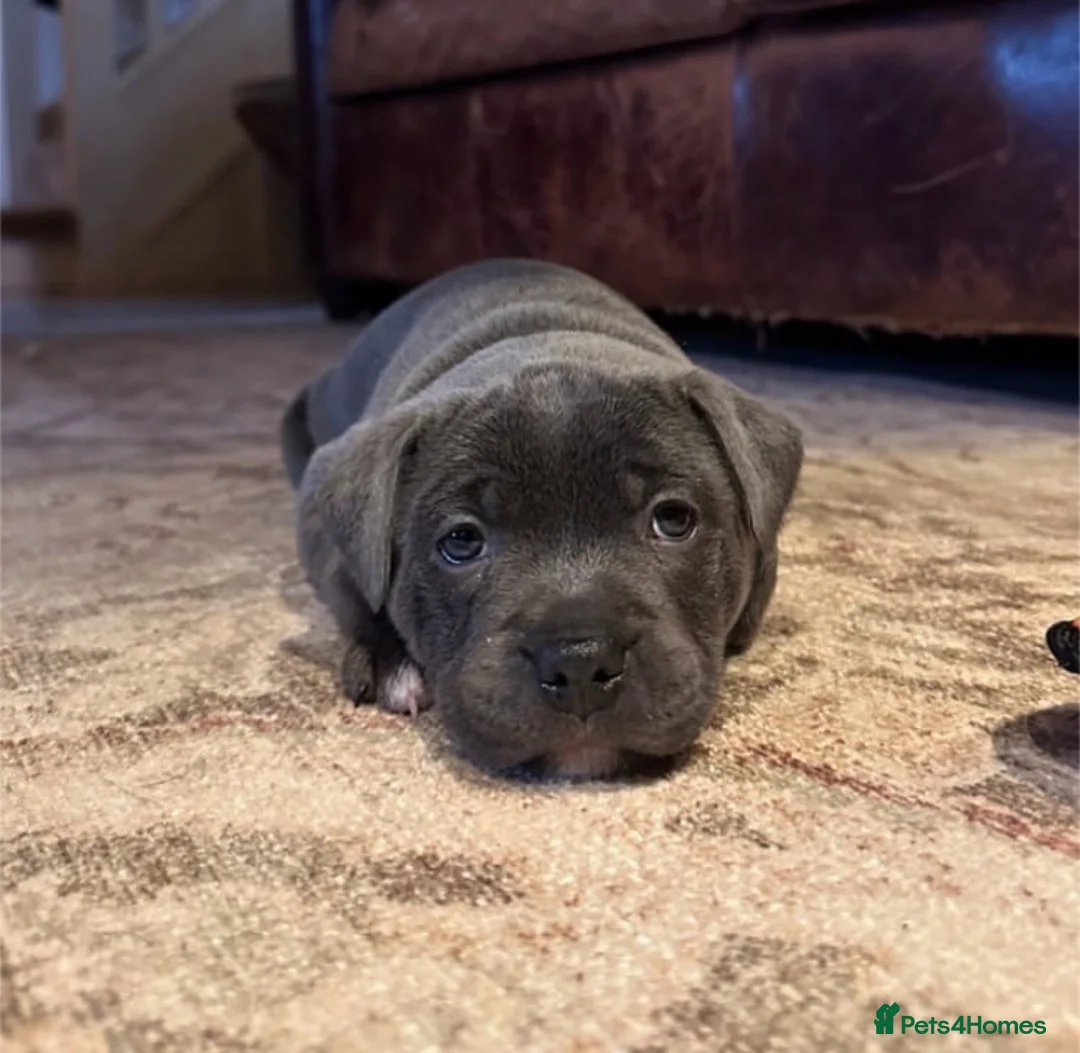 Staffordshire Bull Terrier dogs for sale: 1st Class 100%Staffy puppies Kc Reg - Advert 8