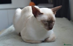 Siamese cats for stud: GORGEOUS WEDGEHEAD TYPE SIAMESE STUD - Image 12