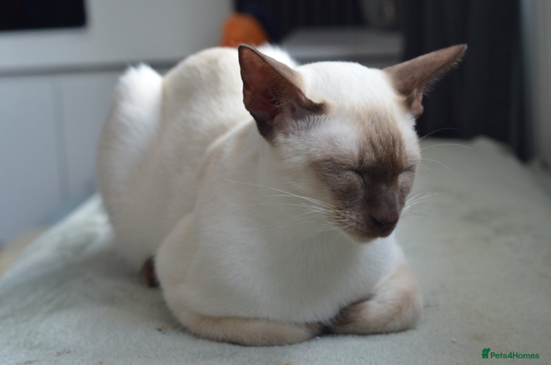Siamese cats for stud: GORGEOUS WEDGEHEAD TYPE SIAMESE STUD - Image 12