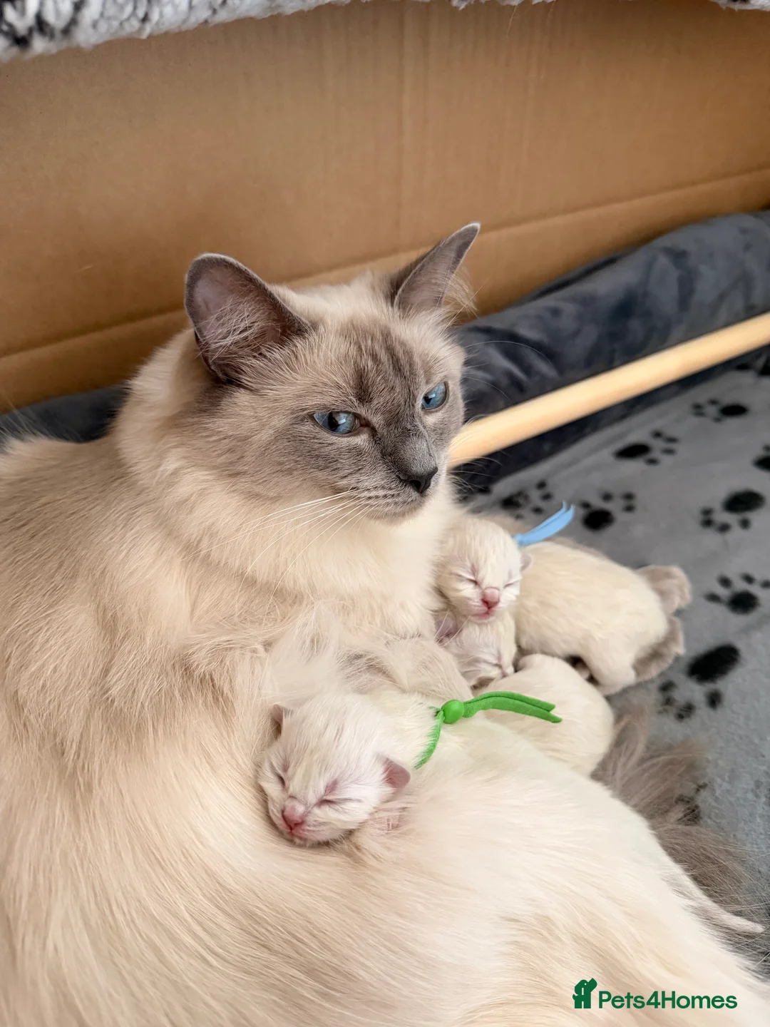 Ragdoll cats for sale: Gorgeous Blue Point Ragdoll Kittens Available  - Advert 37