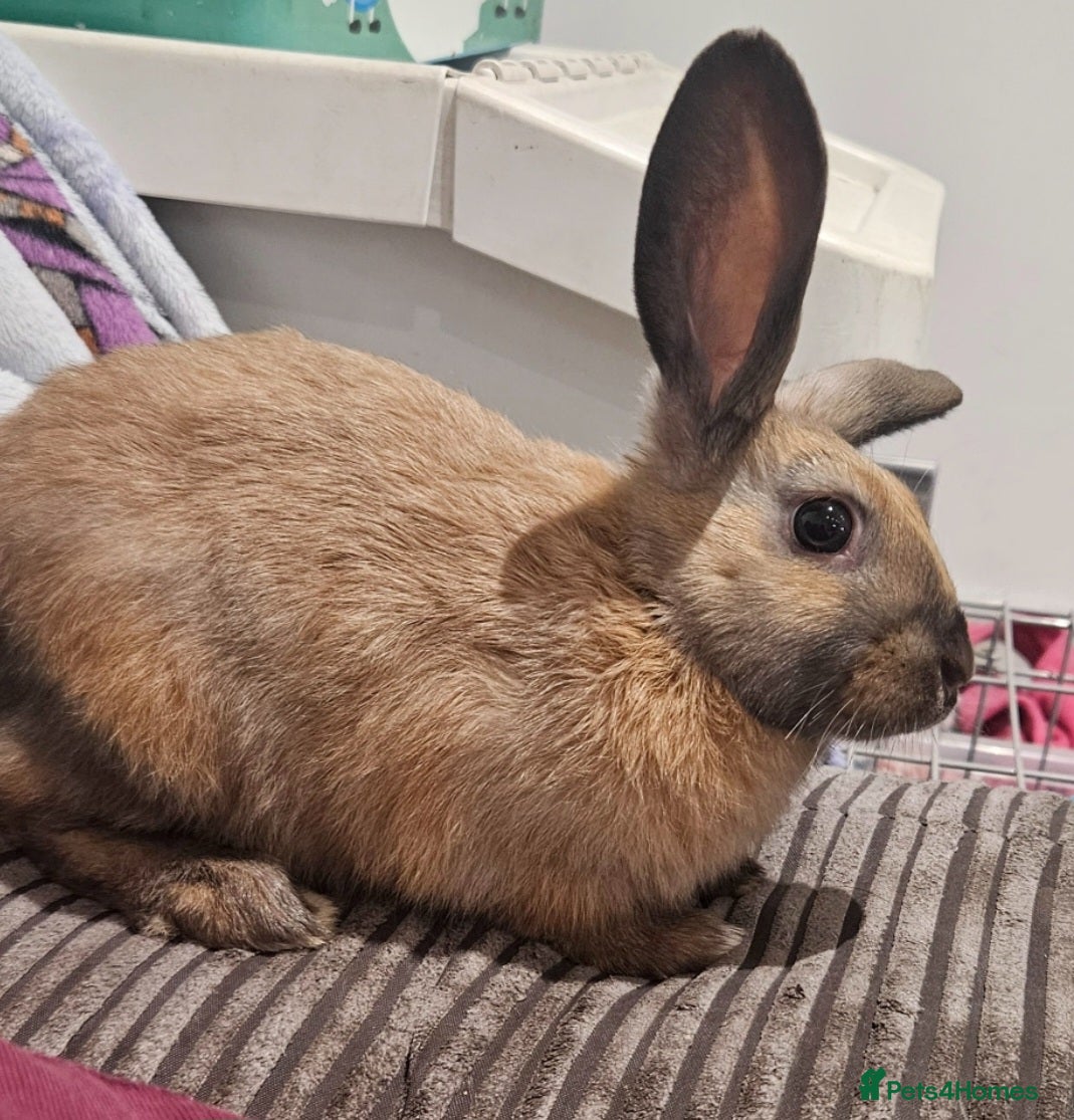 Mixed Breed rabbits Female bunny for sale - Advert 1