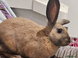 Mixed Breed rabbits Female bunny for sale - Advert 1
