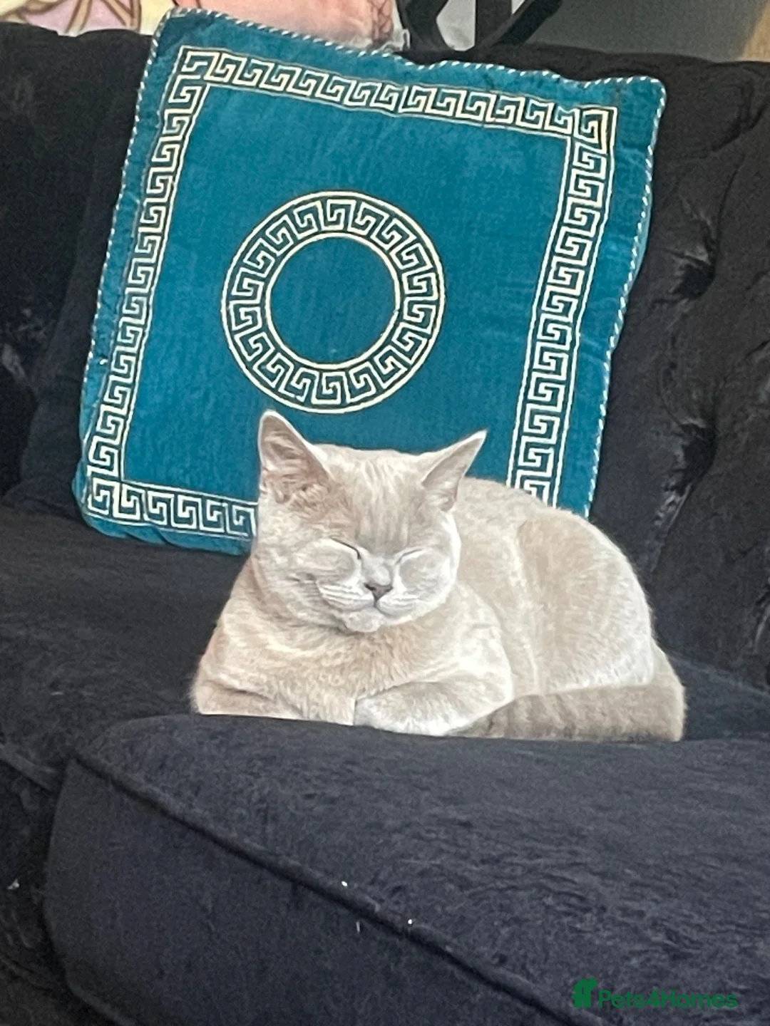 British Shorthair cats for sale: Beautiful kitten left  - Advert 1
