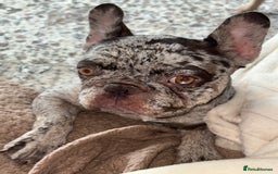 French Bulldog dogs for sale: French bulldog puppies  - Image 9
