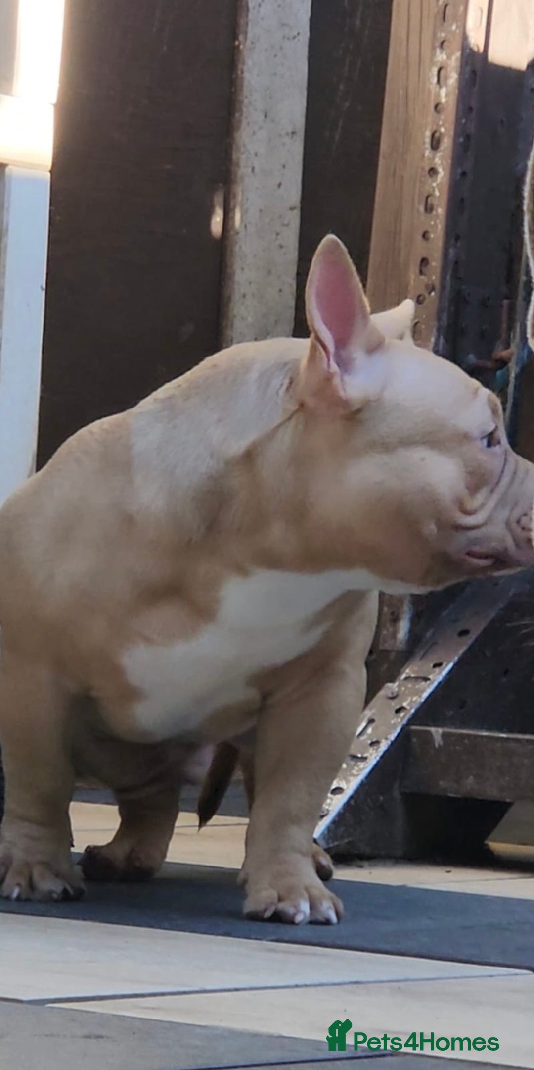 American Bully dogs for sale: American Bully Pocket Extreme Male  - Advert 12