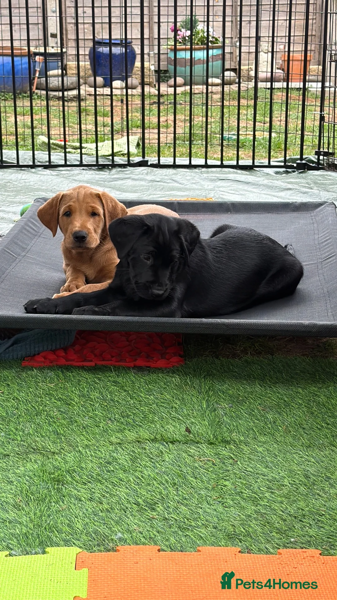 Labrador Retriever dogs for sale: Duel purpose Labrador  - Advert 2