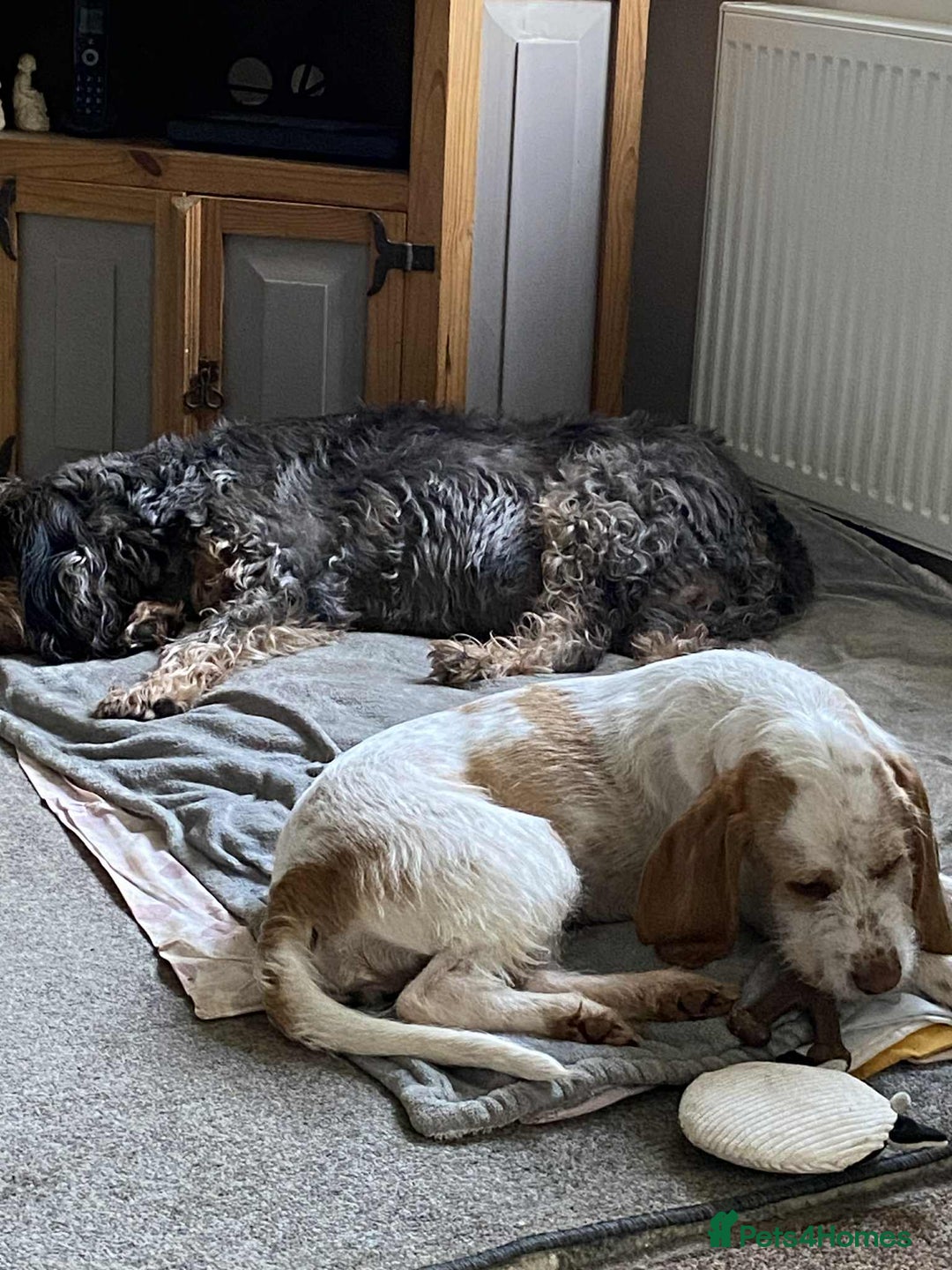 Mixed Breed dogs for adoption: Lovely Polly Griffon X looking for adoption - Advert 8