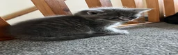 American Wirehair cats for sale: American wirehair/Long hair kittens for sale  - Advert 5