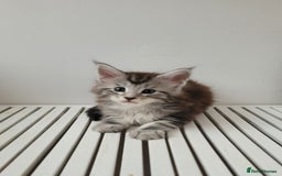 Maine Coon cats for sale: Tica registered maine coon kittens  - Image 11