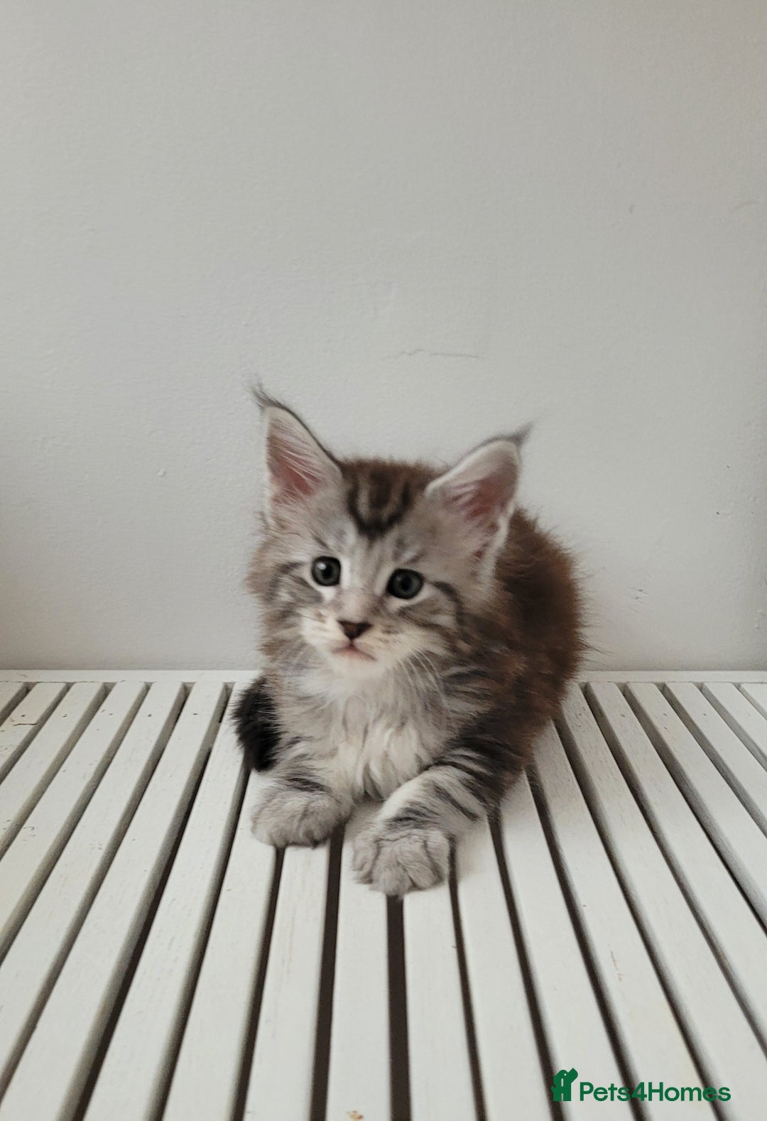 Maine Coon cats for sale: Tica registered maine coon kittens  - Image 11