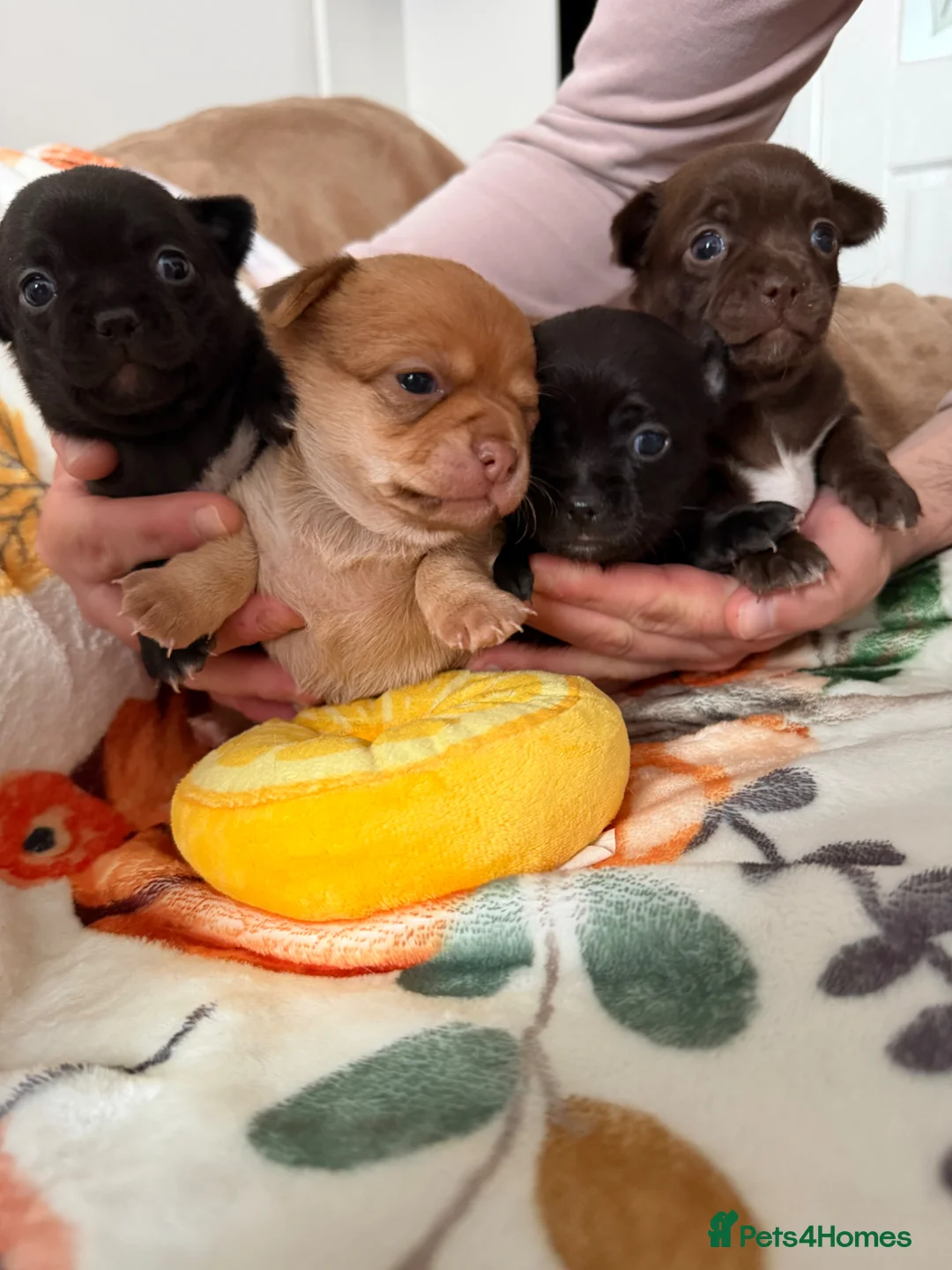 Chihuahua dogs for sale: Stunning Chihuahua Puppies - Advert 1