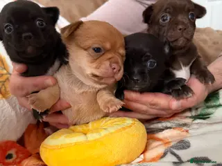 Chihuahua dogs Stunning Chihuahua Puppies - Advert 1