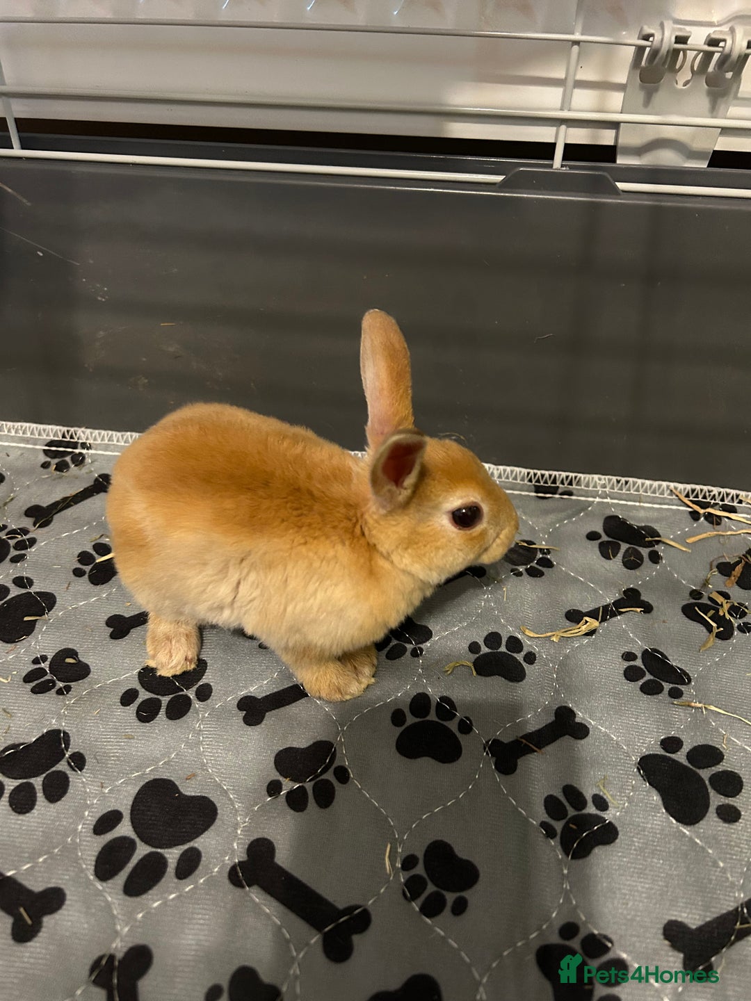 Rex rabbits for sale: Mini Rex  - Image 2