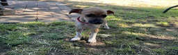 Italian Greyhound dogs for sale: Gorgeous Kc reg Italian greyhound  - Advert 21