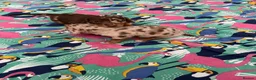 Miniature Dachshund dogs for sale: Dapple miniature dachshunds  - Advert 8