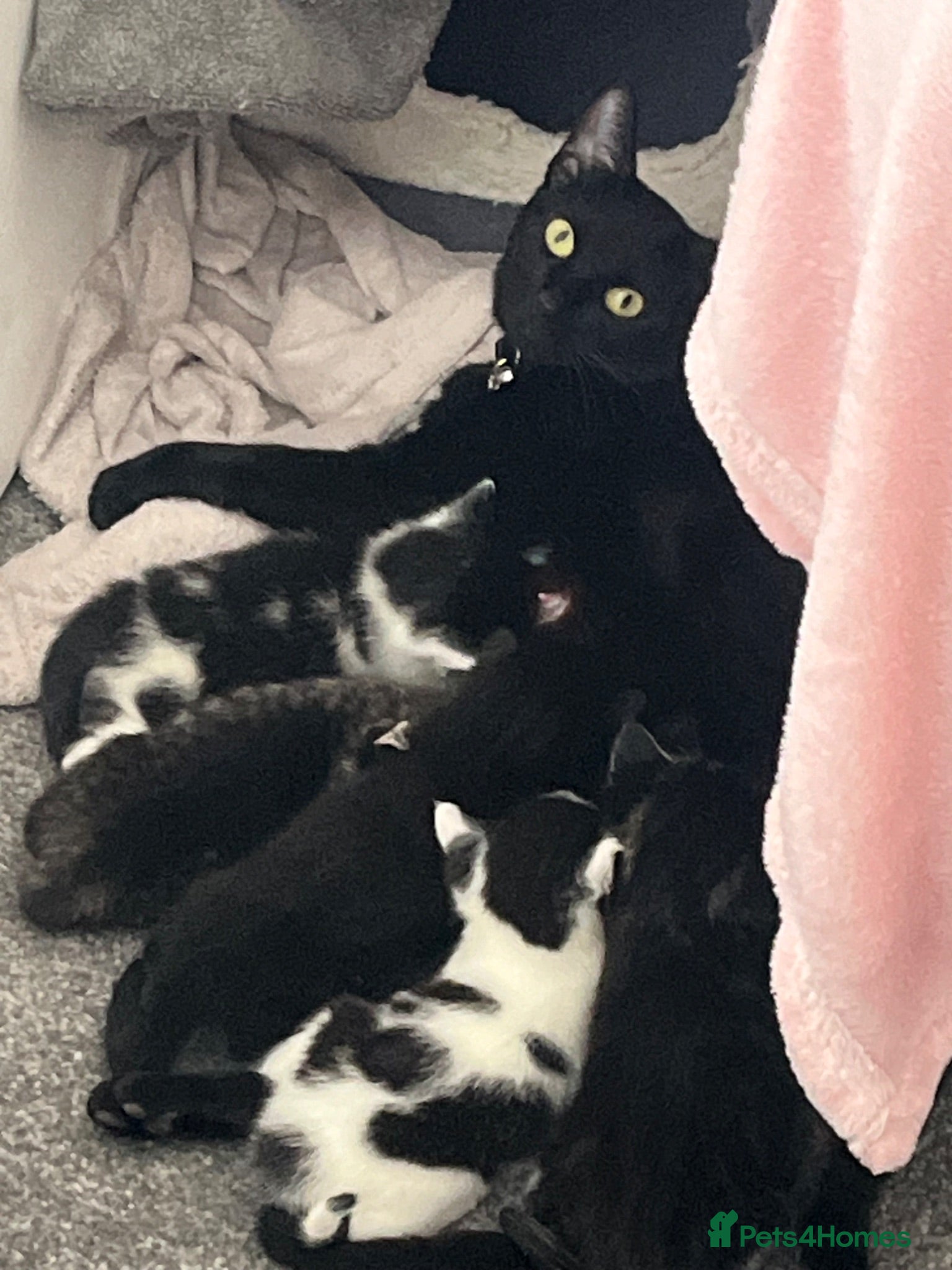 Mixed Breed cats URGENT 🚨 Last 2 Kittens (Boy & Girl) - Advert 3