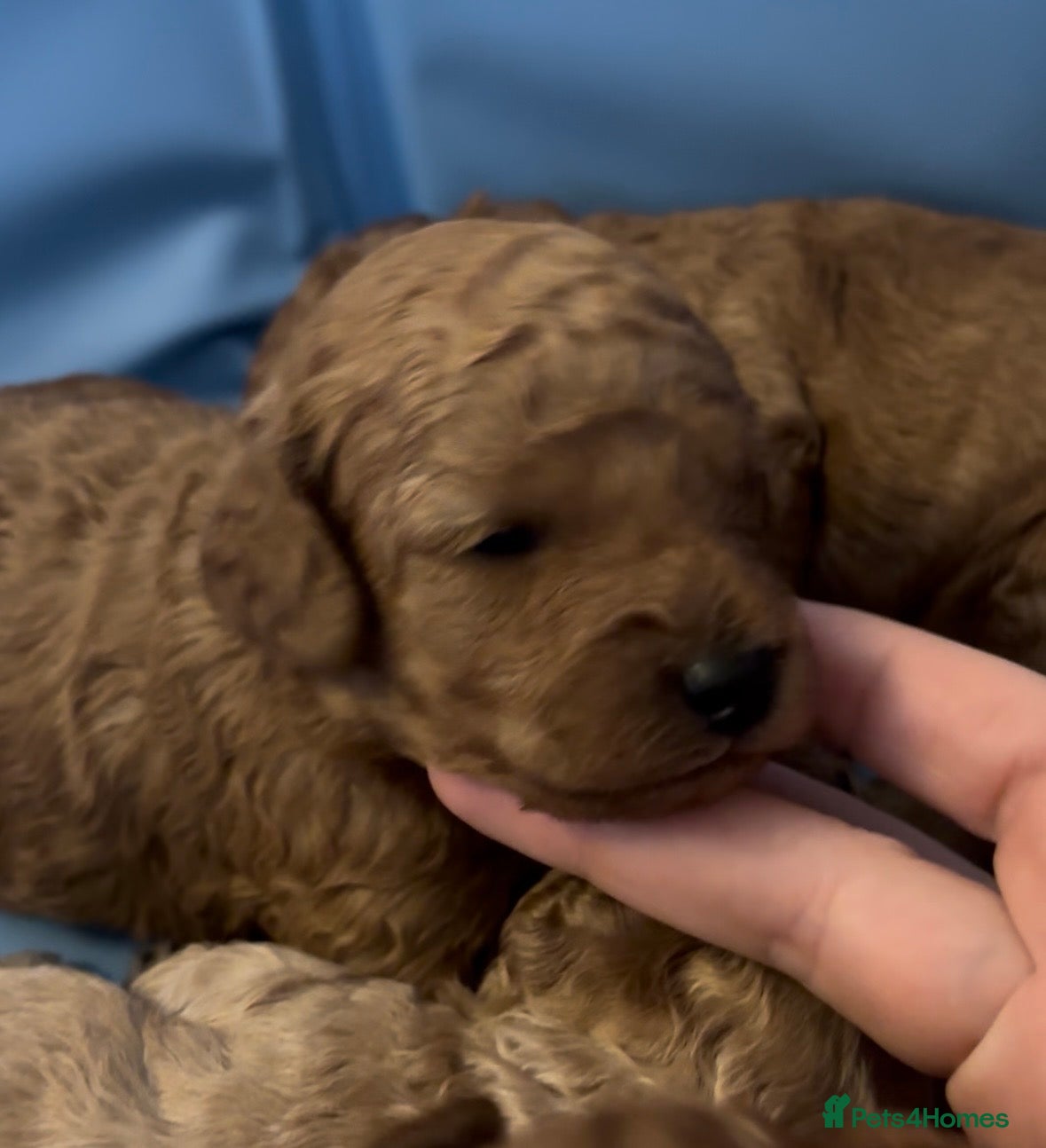 Cavapoochon dogs Cavapoochon Pups  - Advert 2