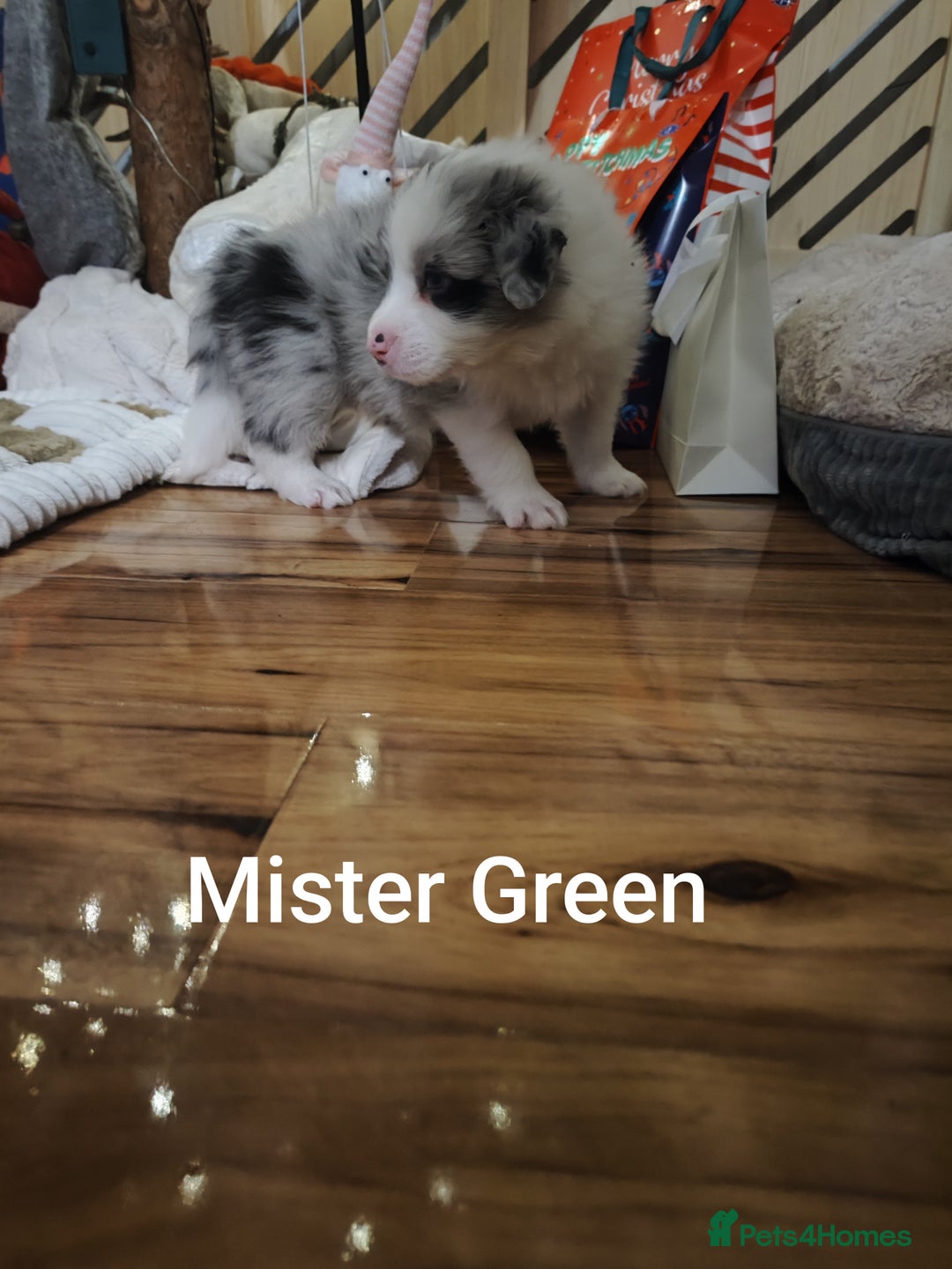 Border Collie dogs for sale: Stunning puppies from international champion line. - Advert 21