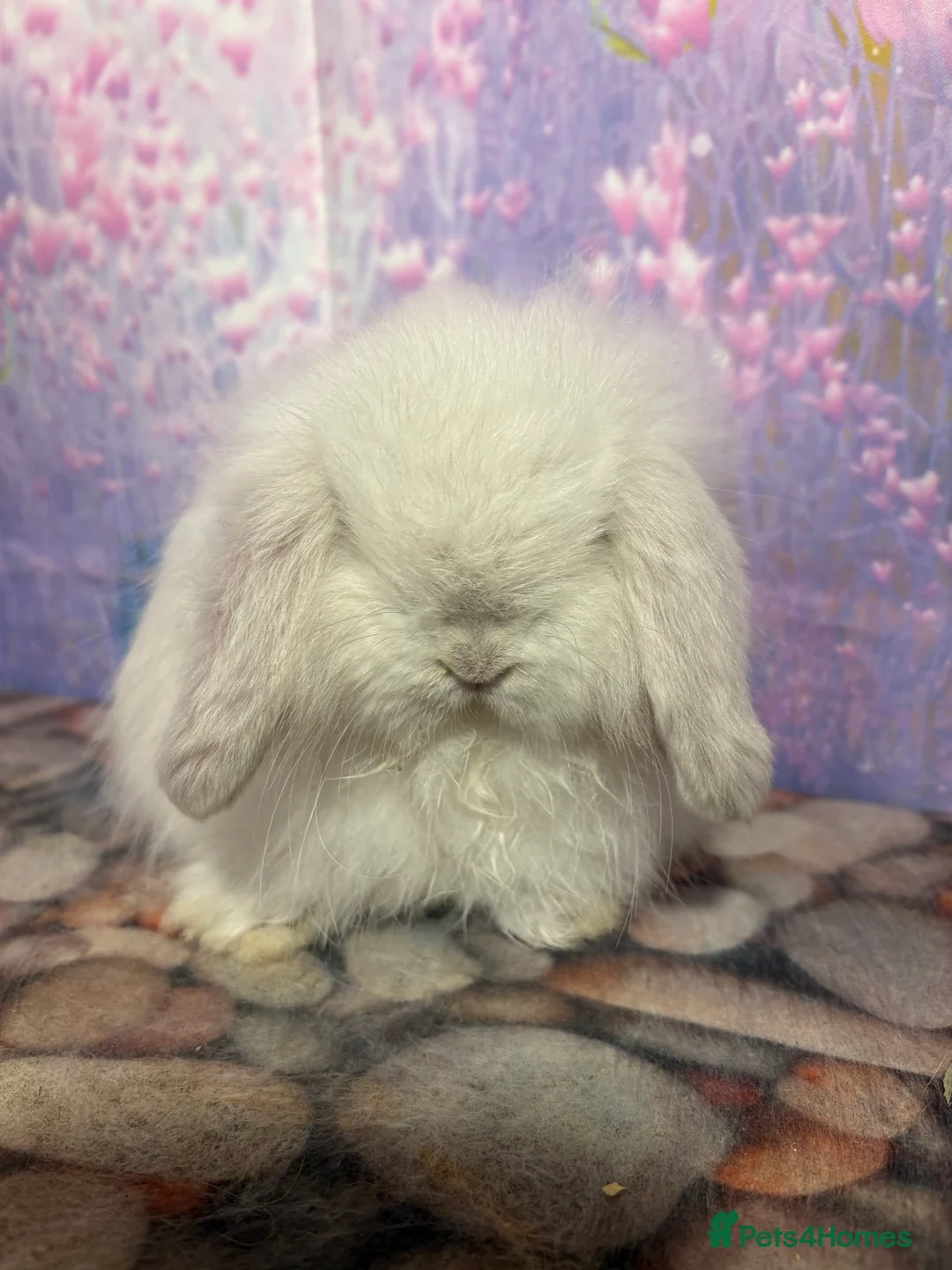 Mini Lop rabbits for sale: Mini lops vaccinated ready to leave - Advert 9