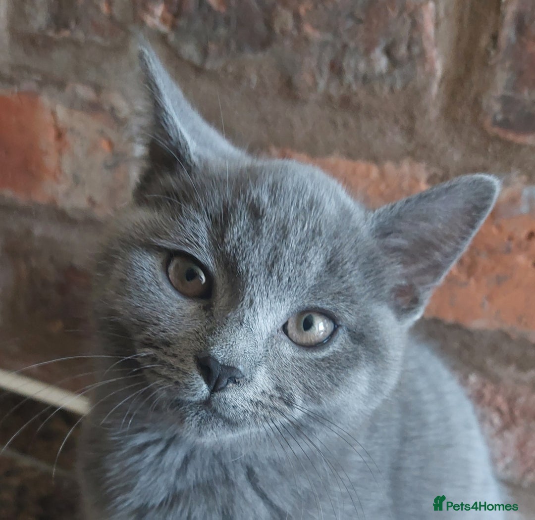 British Shorthair cats for sale: Stunning British Short ready for forever home - Advert 4