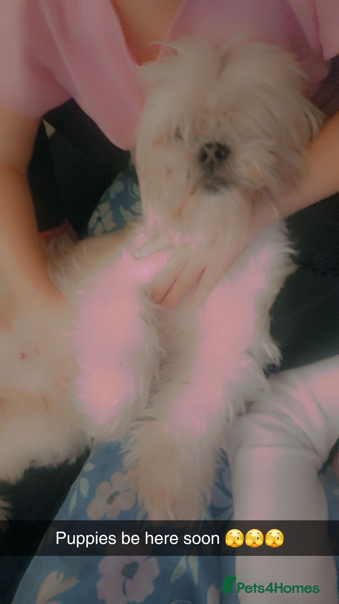 Mixed Breed dogs for sale: Beautiful Lhasa girl puppy  - Image 2