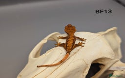 Gecko reptiles for sale: Red Flame Crested Gecko CB25 - Image 2