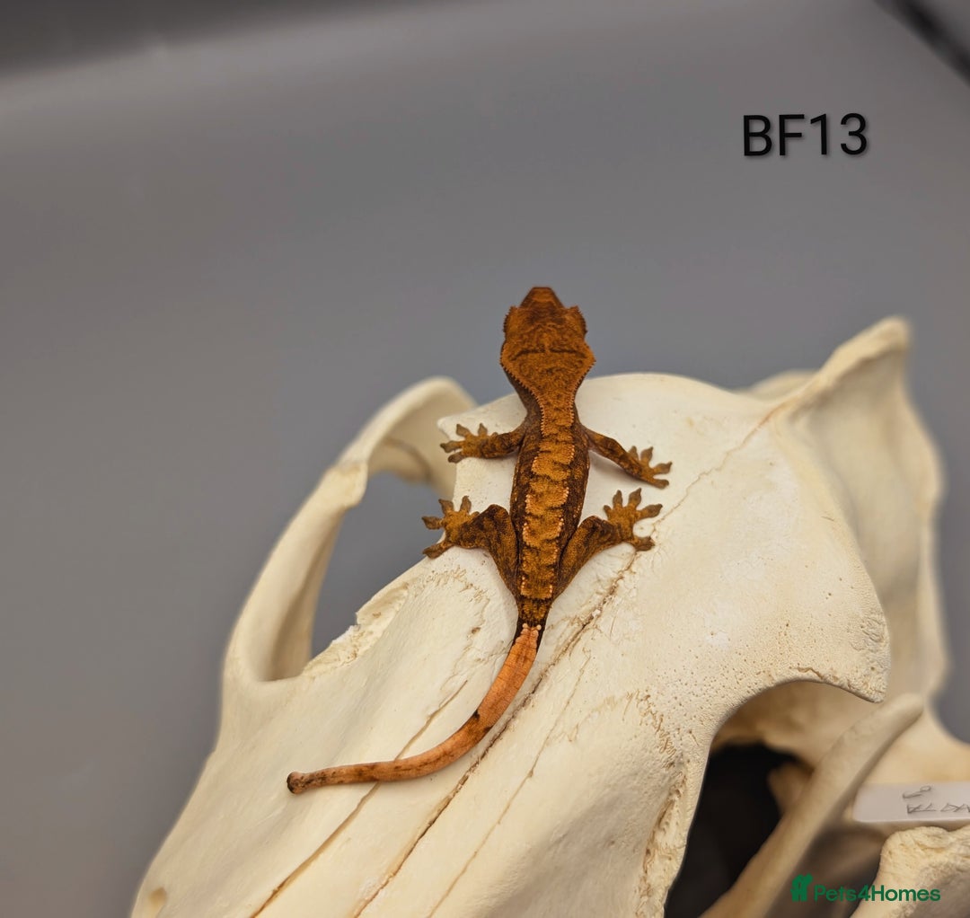 Gecko reptiles for sale: Red Flame Crested Gecko CB25 - Image 2