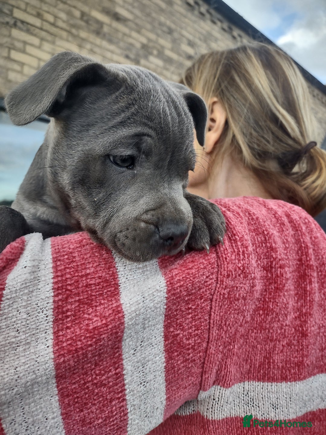 Staffordshire Bull Terrier dogs for sale: Chunky Staffy pups 💕 2 girls left, Ready to leave - Image 2