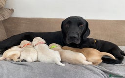 Labrador Retriever dogs for sale: Stunning Labrador Puppies - Image 16