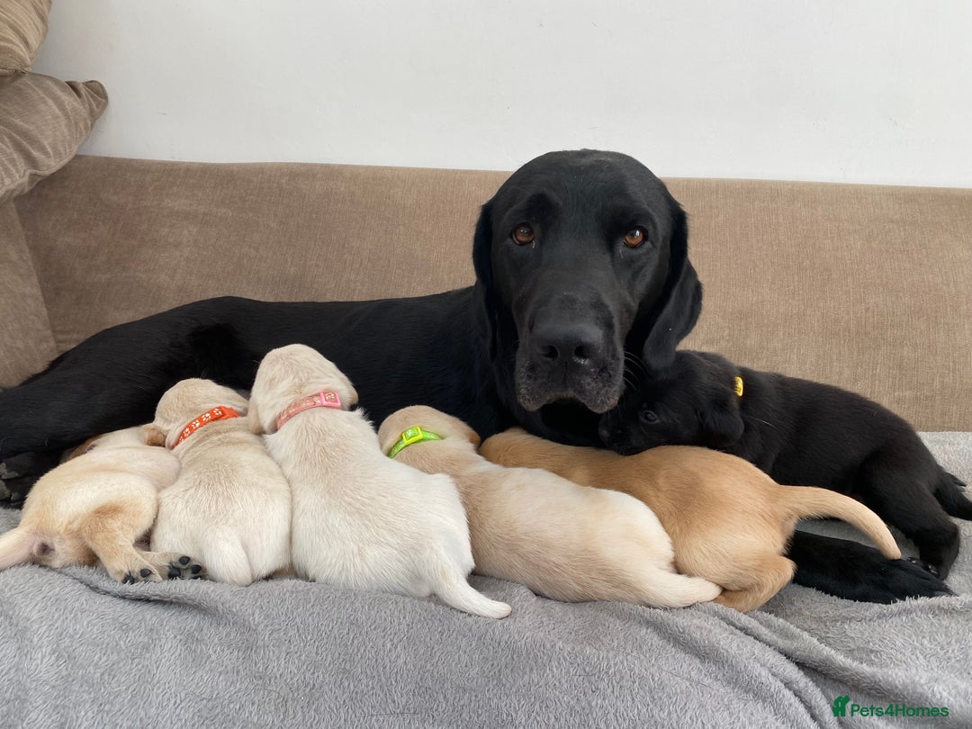 Labrador Retriever dogs for sale: Stunning Labrador Puppies - Image 16