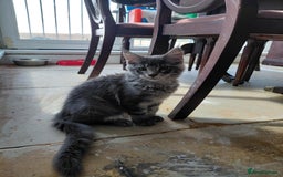 Maine Coon cats for sale: GCCF & TICA Reg Affectionate Maine Coon kittens - Image 6