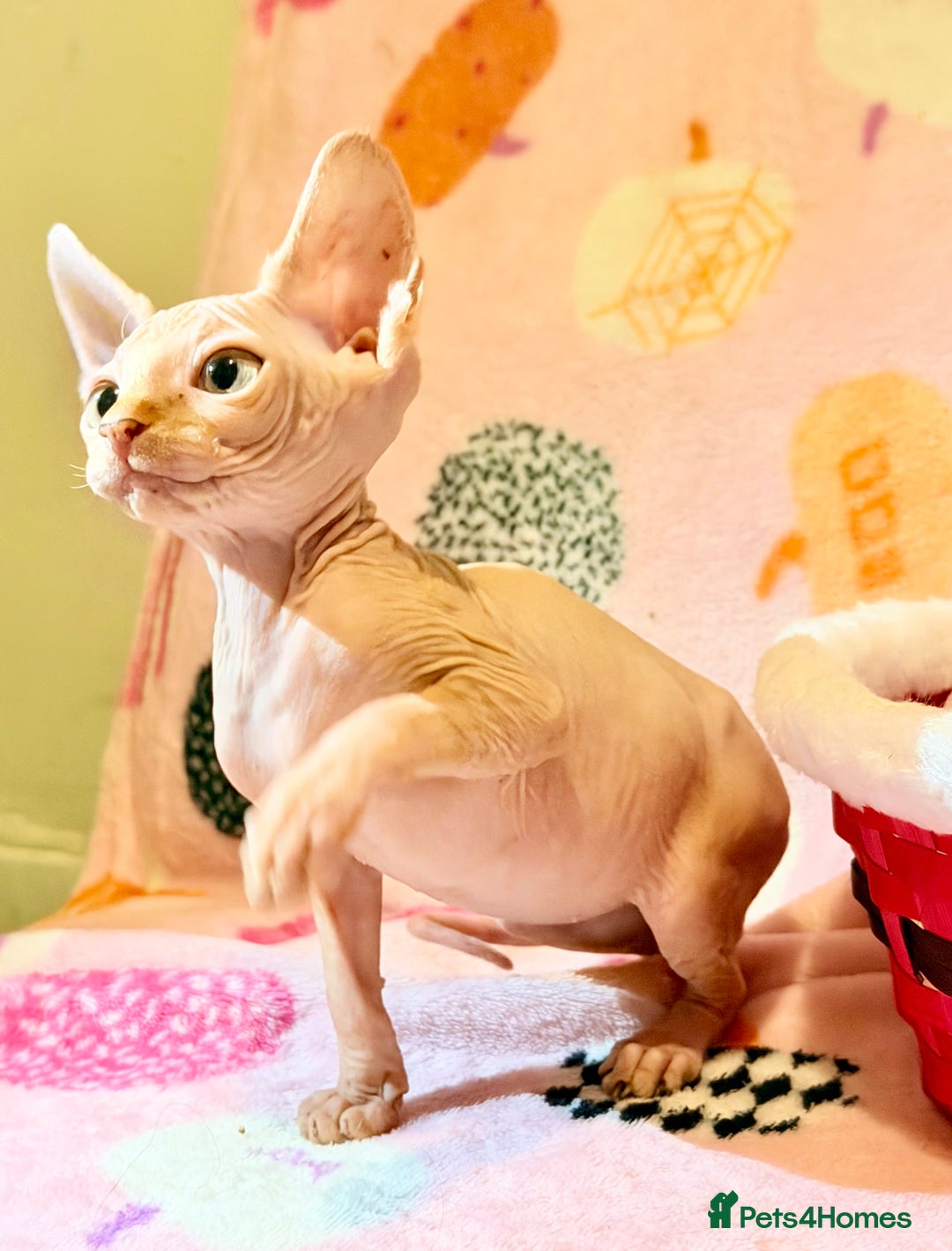 Sphynx cats for sale:  ** ✨ Exquisite Sphynx Kittens  **  - Advert 3
