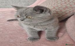 British Shorthair cats for sale: READY NOW, GCCF BLH & PET BSH PEDIGREE KITTENS - Image 8