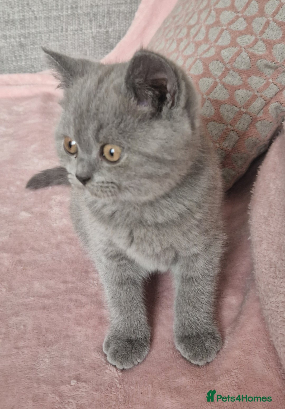 British Shorthair cats for sale: READY NOW, GCCF BLH & PET BSH PEDIGREE KITTENS - Image 8